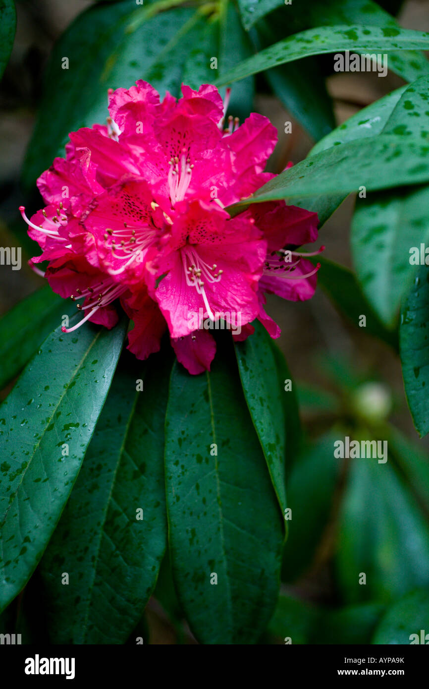 Broughtonii hi-res stock photography and images - Alamy Broughtonii hi-res stock photography and images - Alamy