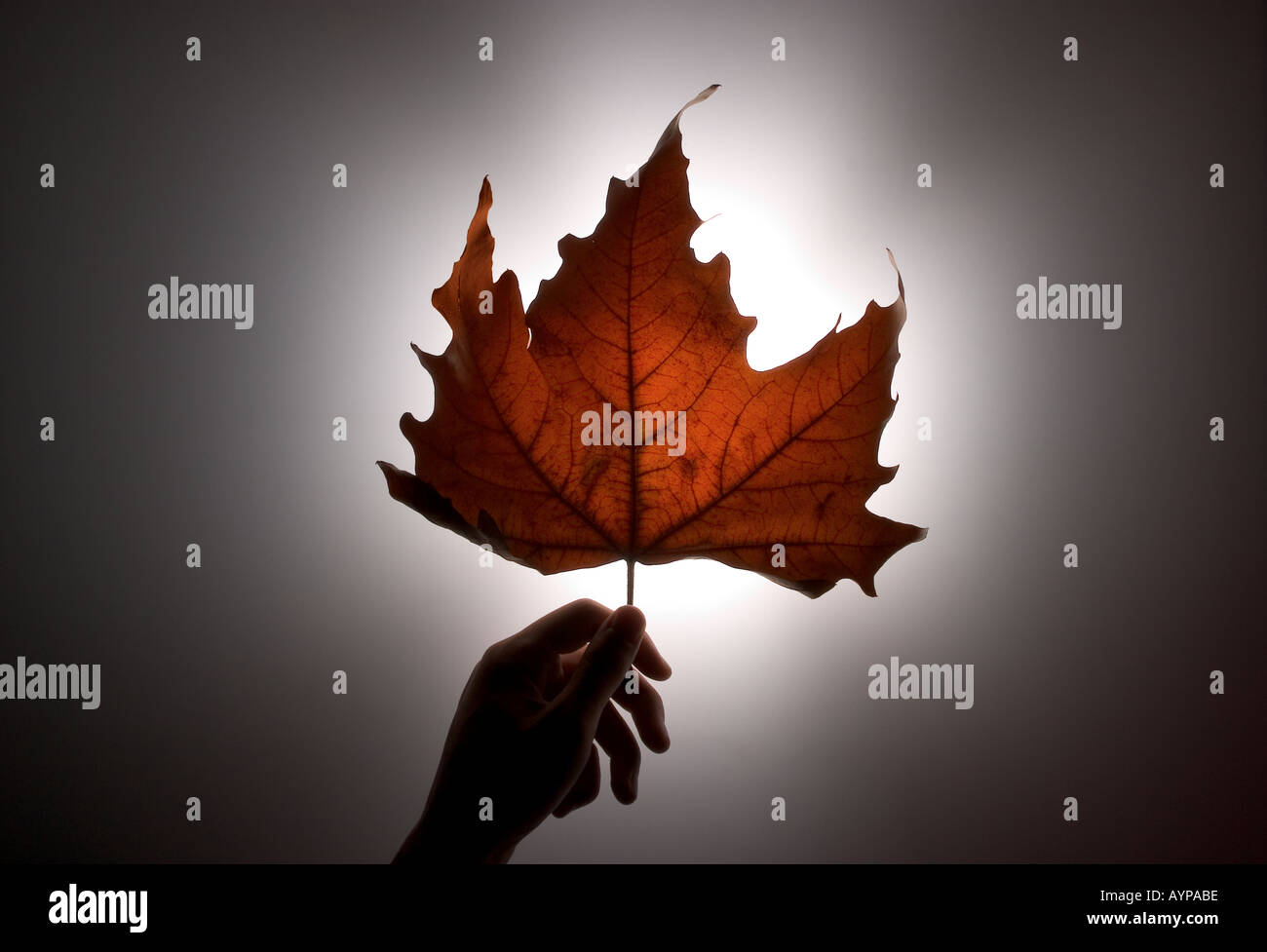 Hand holding maple leaf hi-res stock photography and images - Alamy