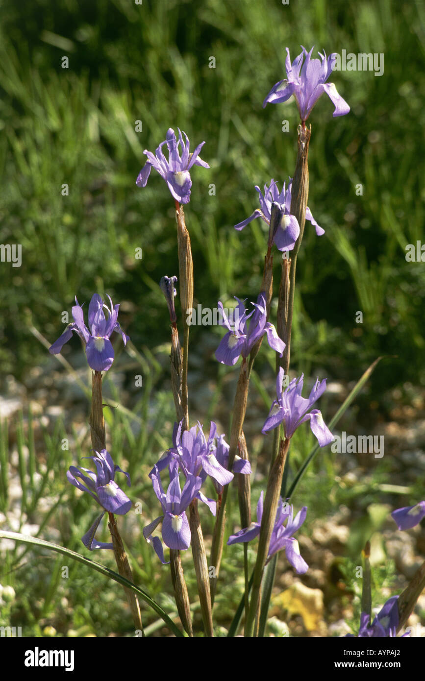 The flower of the Blue Iris Barbery nut Gynandriris sistyrinchium growing in Drouseia Stock Photo