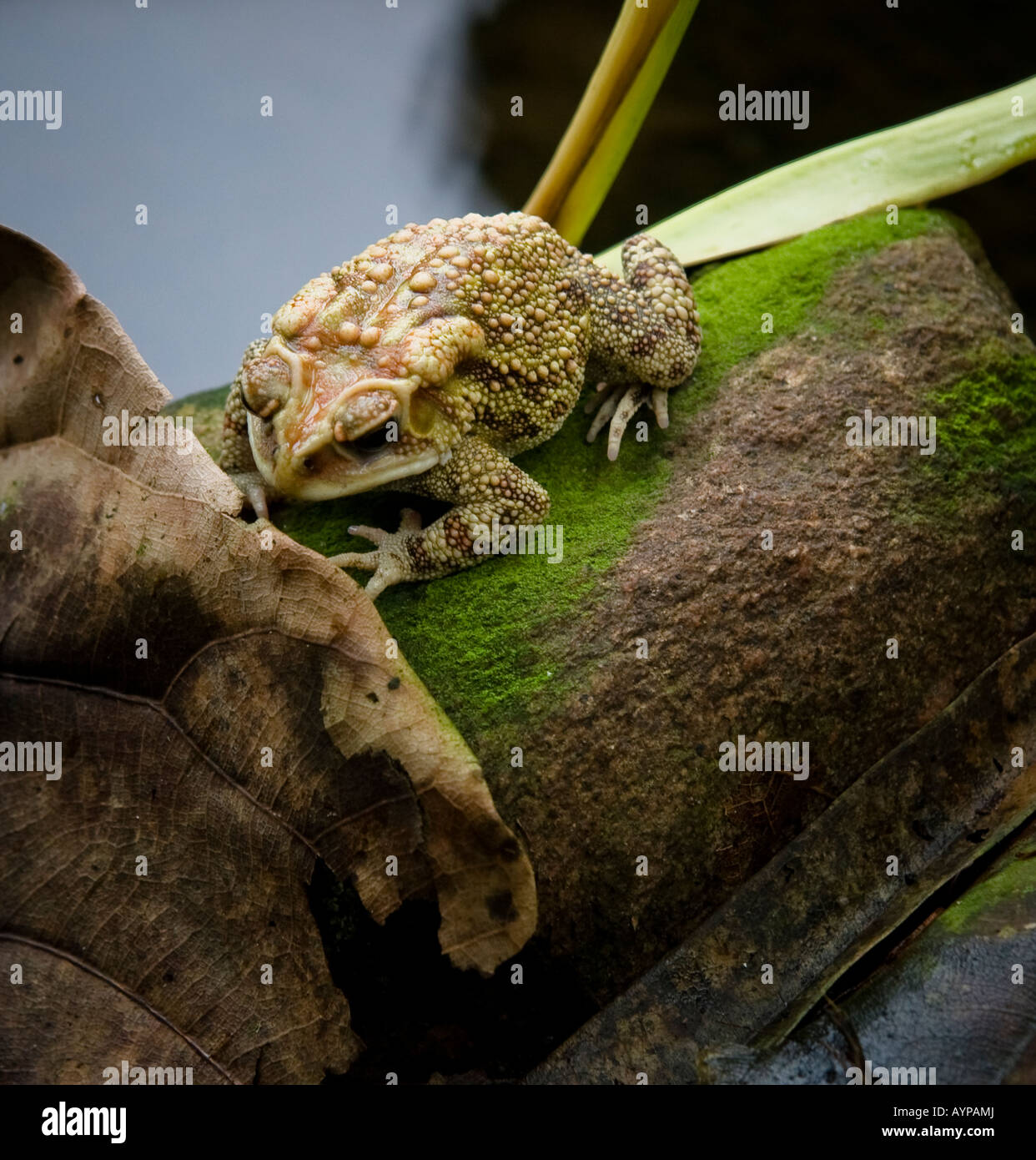 Toad by water Stock Photo