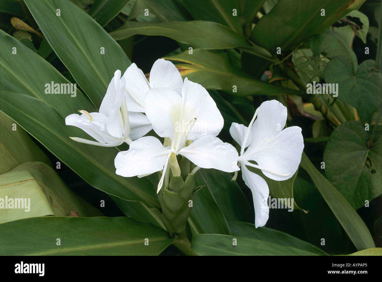 Mariposa Blanca the national flower Stock Photo - Alamy