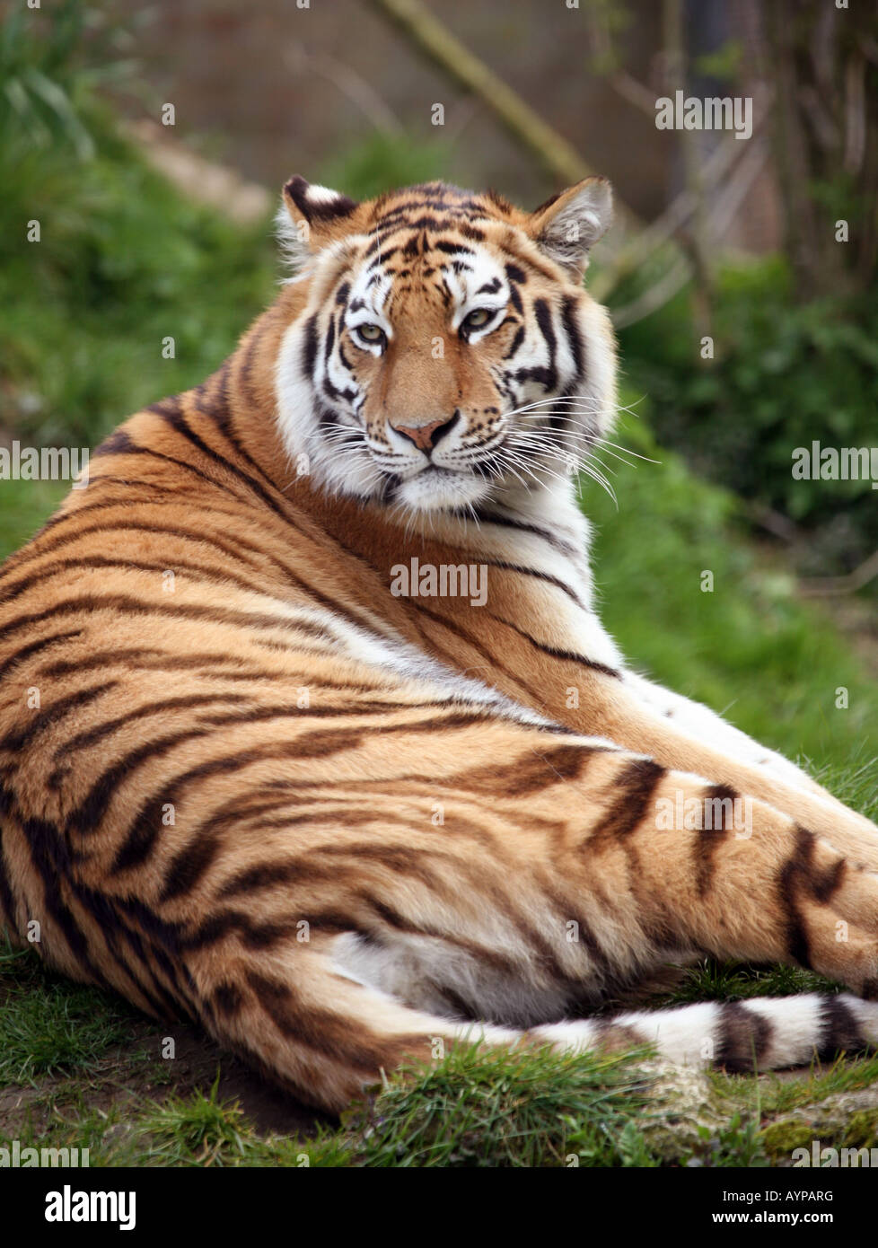 A  tiger relaxing Stock Photo