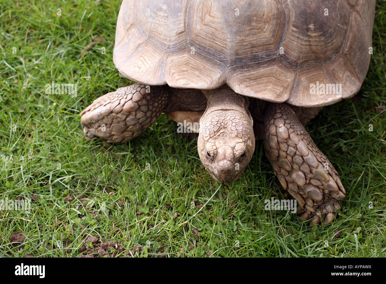 View from above of an Aldabra Giant Tortoise Stock Photo