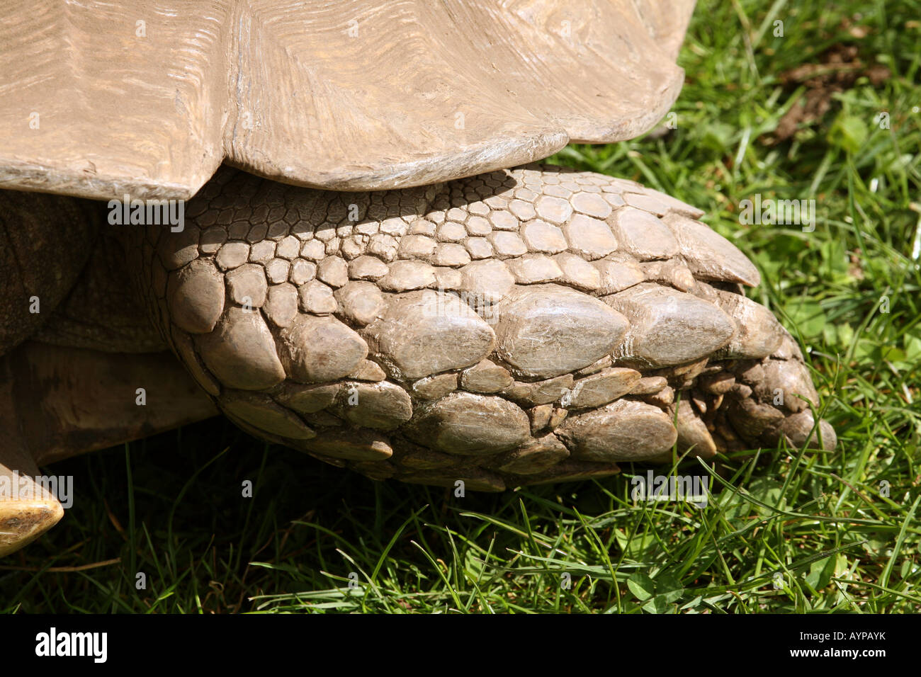 The armoured foot of an Aldabra Giant Tortoise Stock Photo