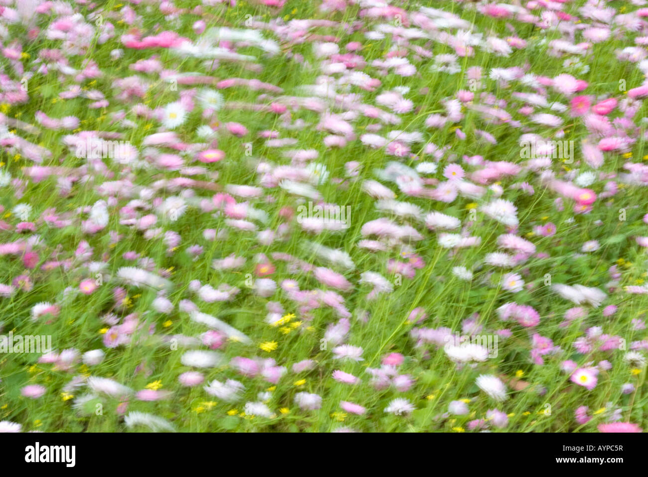 A field of Everlasting flowers (rhodanthe chlorocephala) gently blowing in the wind giving a blurred motion effect. Perth, Aus. Stock Photo