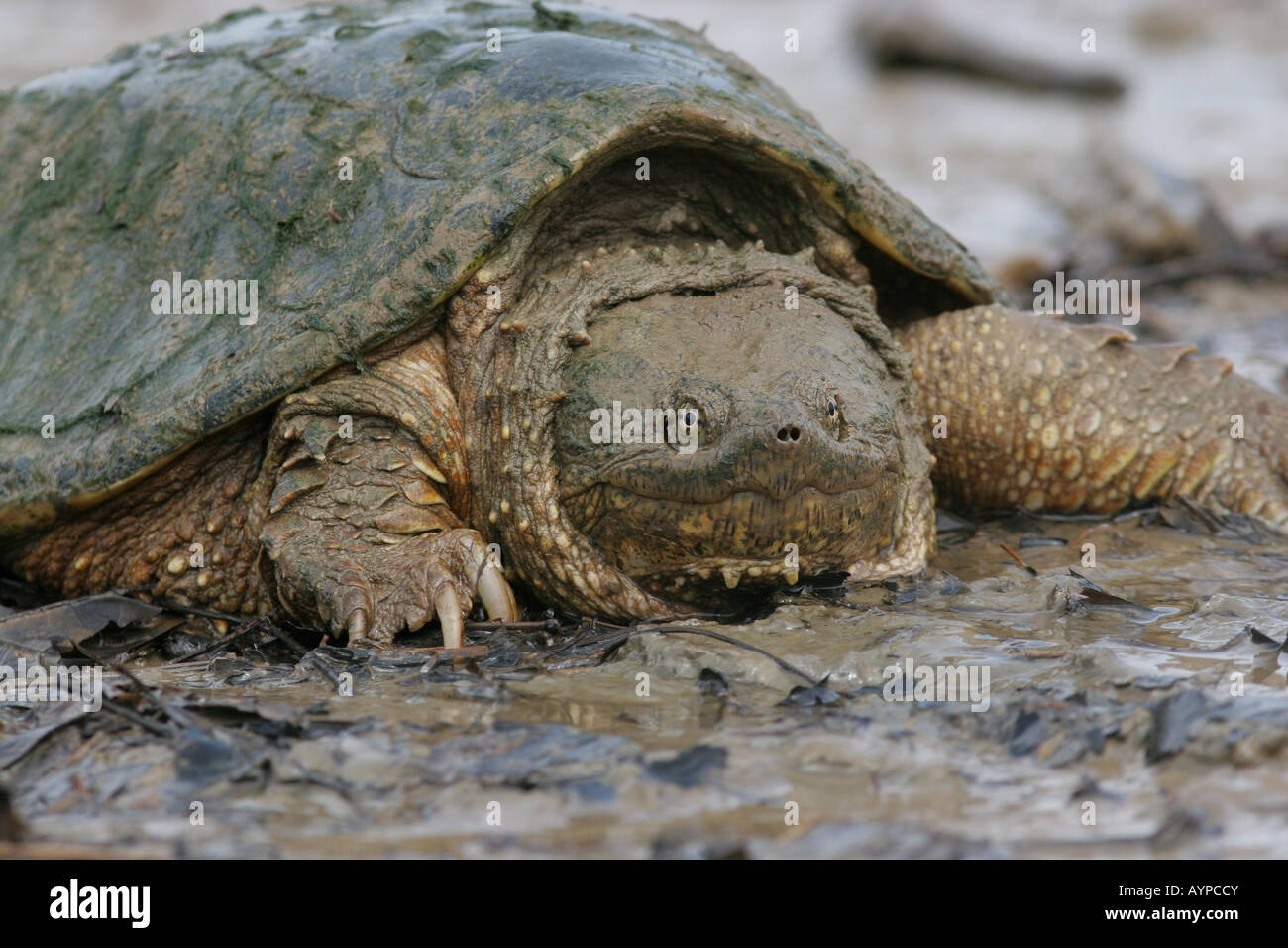 Turtle in algae hi-res stock photography and images - Alamy