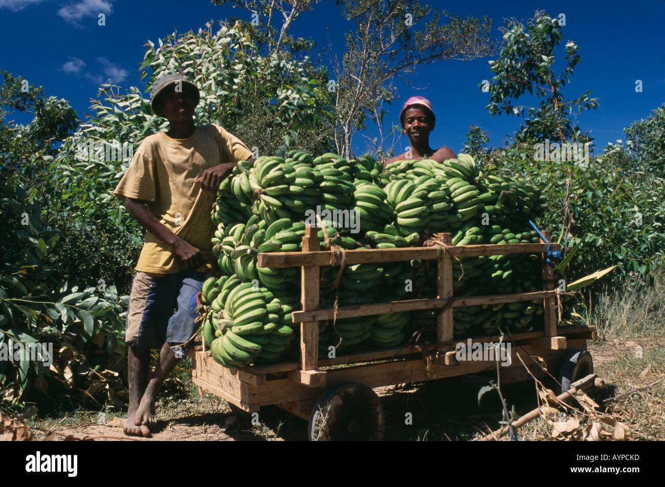 Овощ африканцев 6 букв. Семена кивано зеленый дракон. Банановые деревья в африке. Негр в бандане. Момордика кохинхинская.