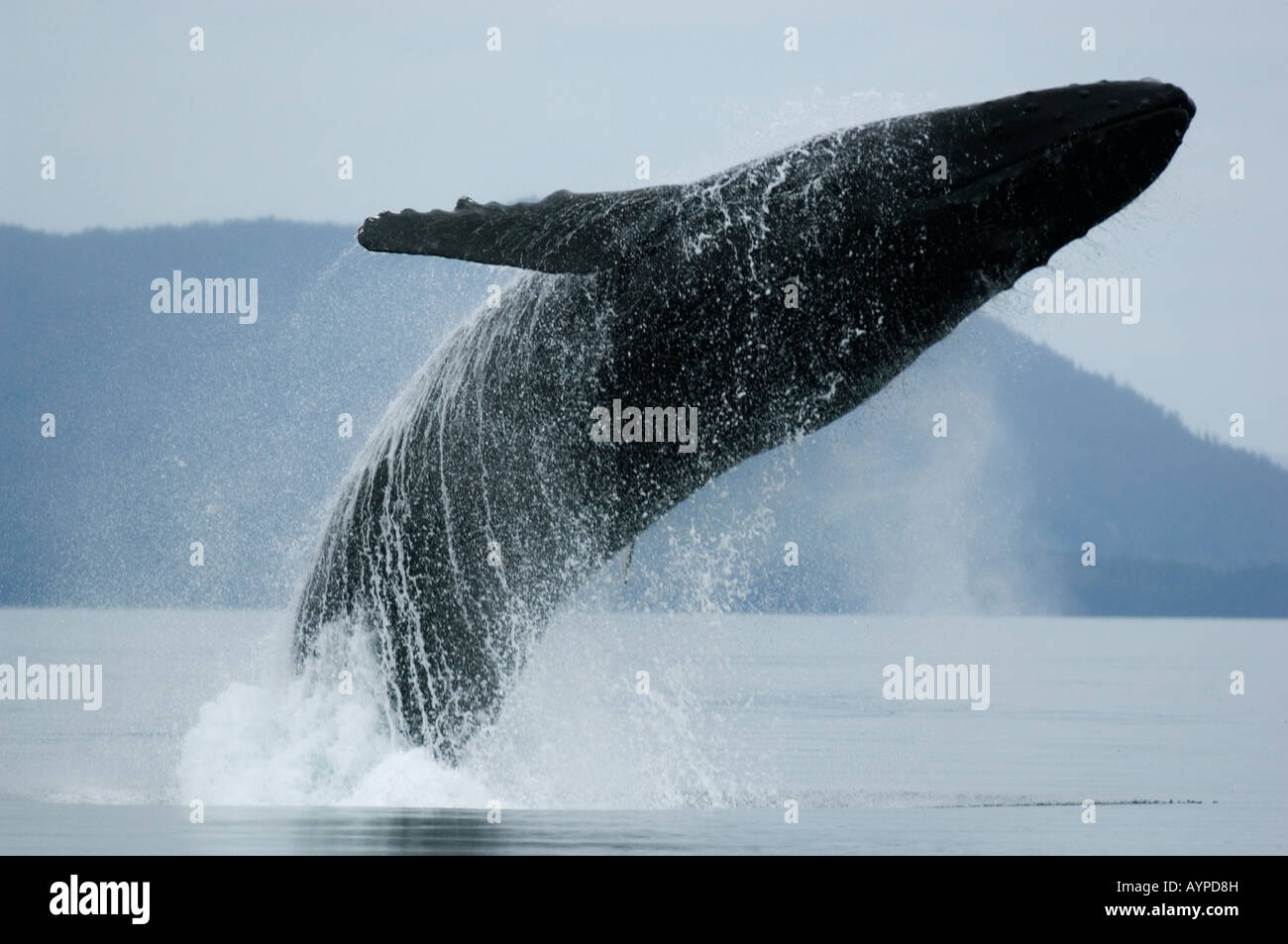 Humpback Whales (Megaptera novaeangliae) WILD, Breaching, Chatham Strait, Southeast Alaska. Stock Photo