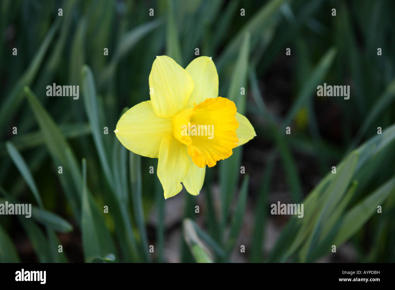 Spring Daffodil #2 Stock Photo