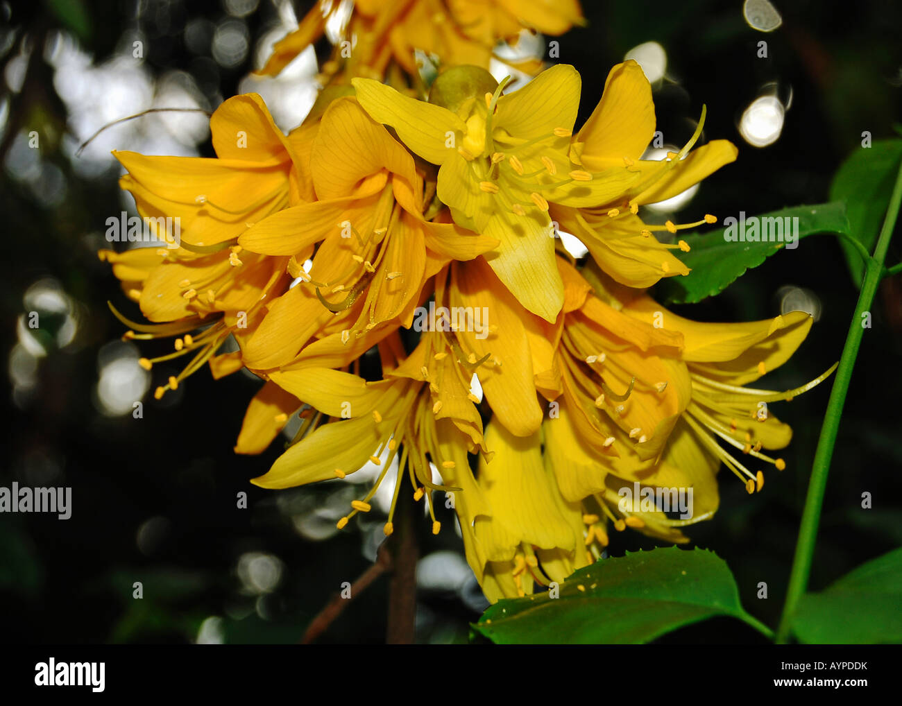 Sophora sp. (Kowhai, New Zealand Laburnum) Stock Photo