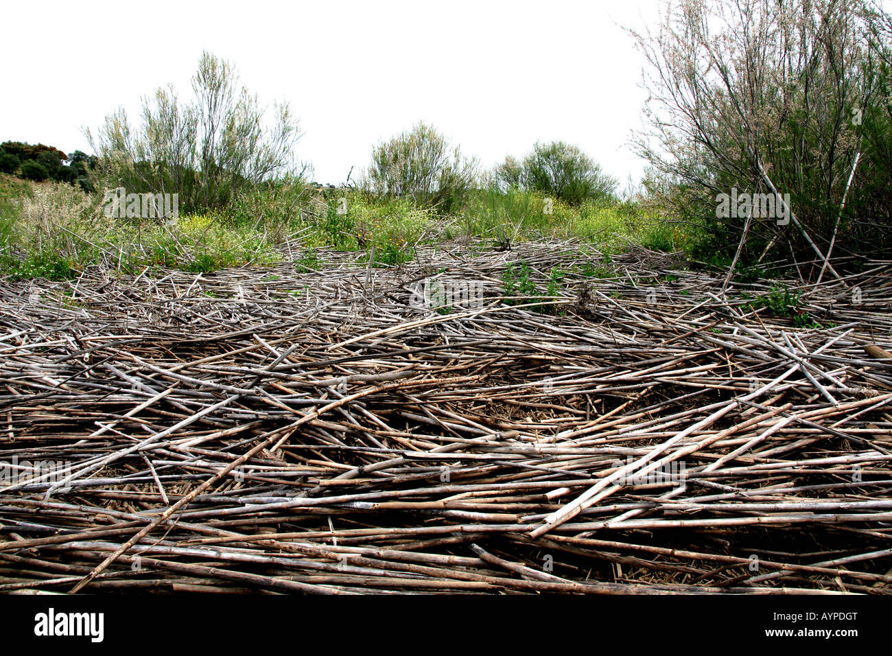 River bank plants vegetation hi-res stock photography and images - Alamy