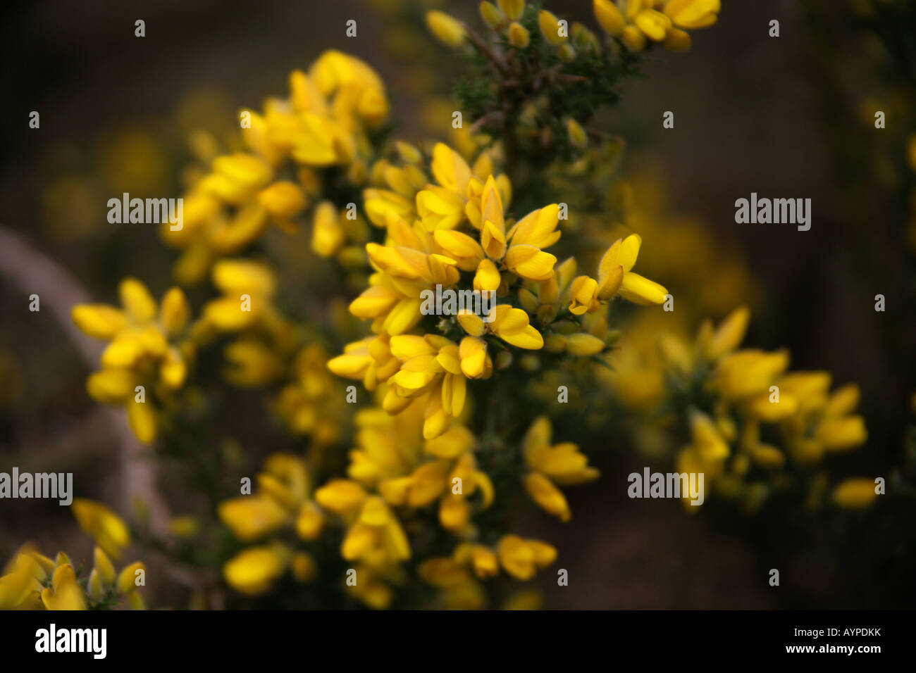 Common Gorse, Furze or Whin, Ulex europaeus, Fabaceae, aka Honey Bottles or Hoth Stock Photo