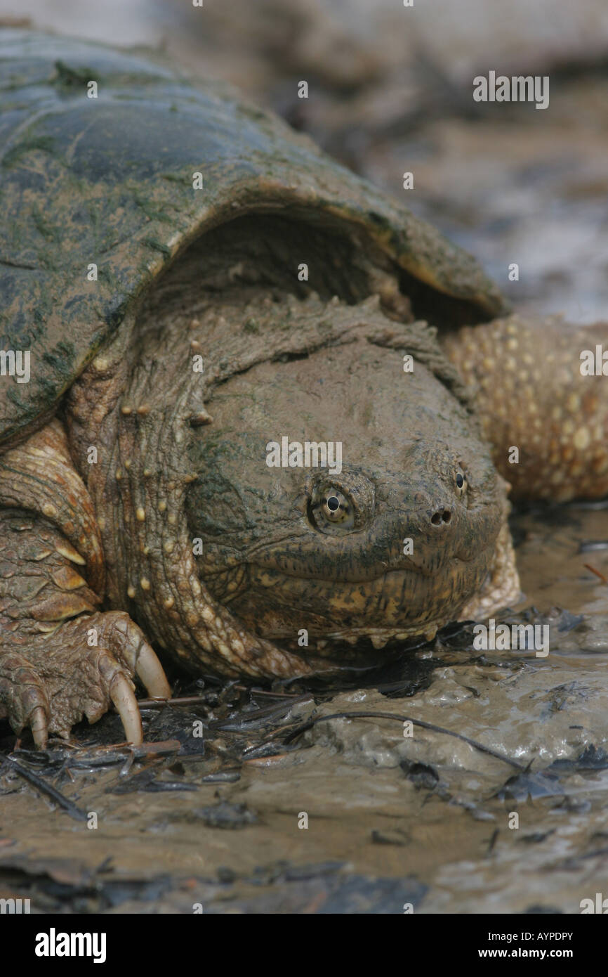 Turtle in algae hi-res stock photography and images - Alamy