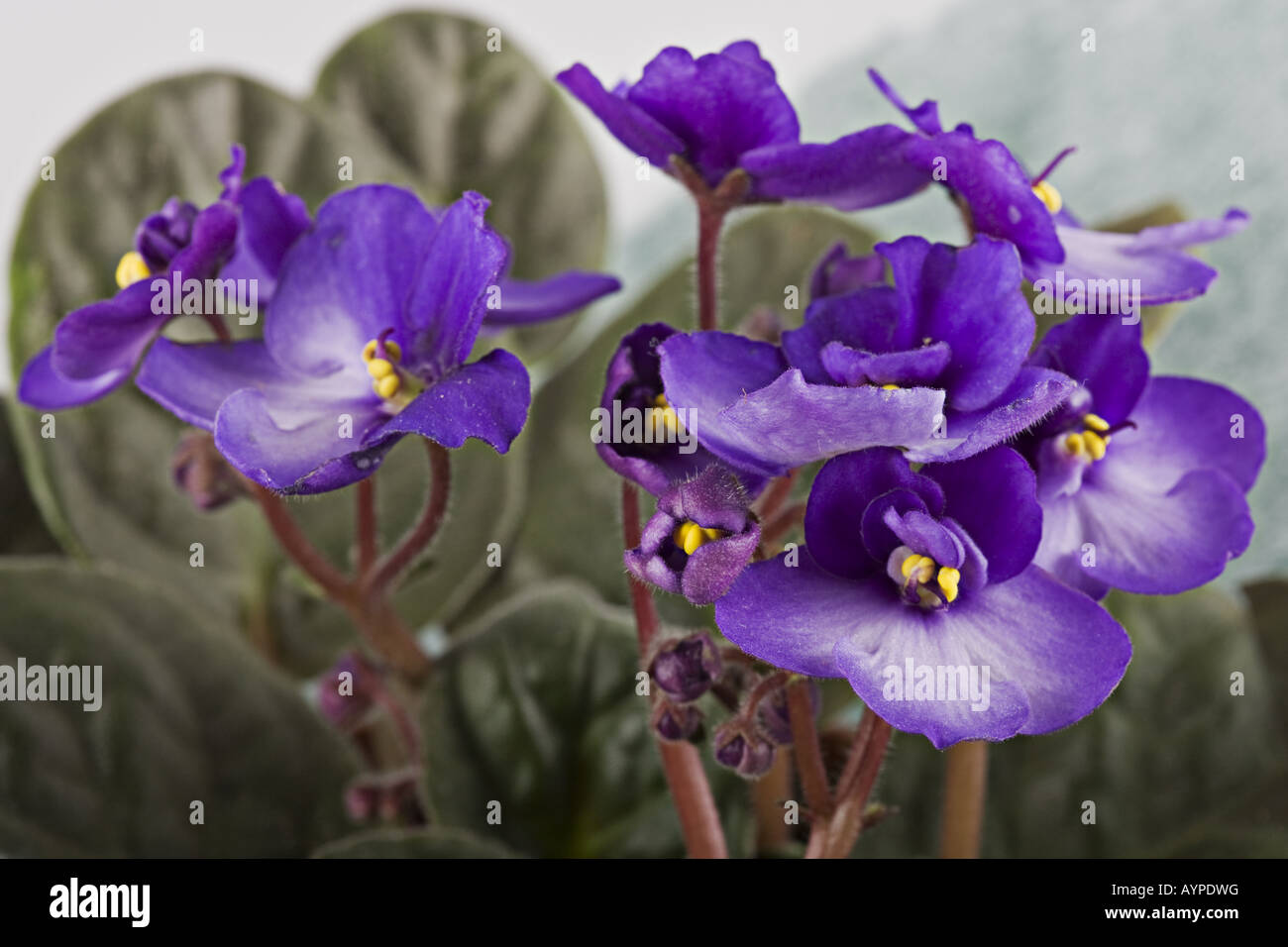 Saintpaulia African Violet Stock Photo