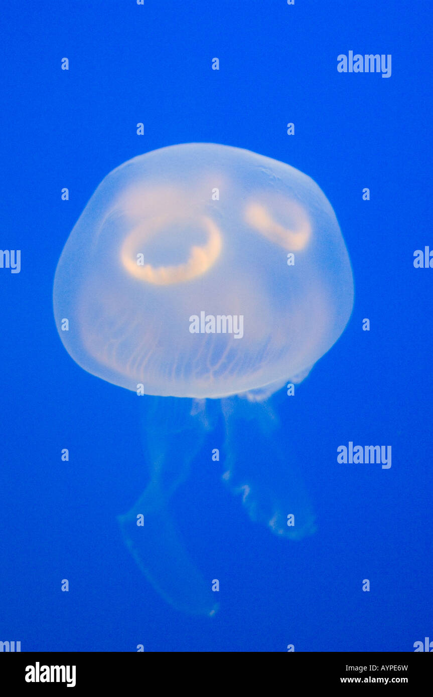 Moon Jellyfish (Aurelia aurita) captive, Vancouver Aquarium, British Columbia, Canada. Stock Photo