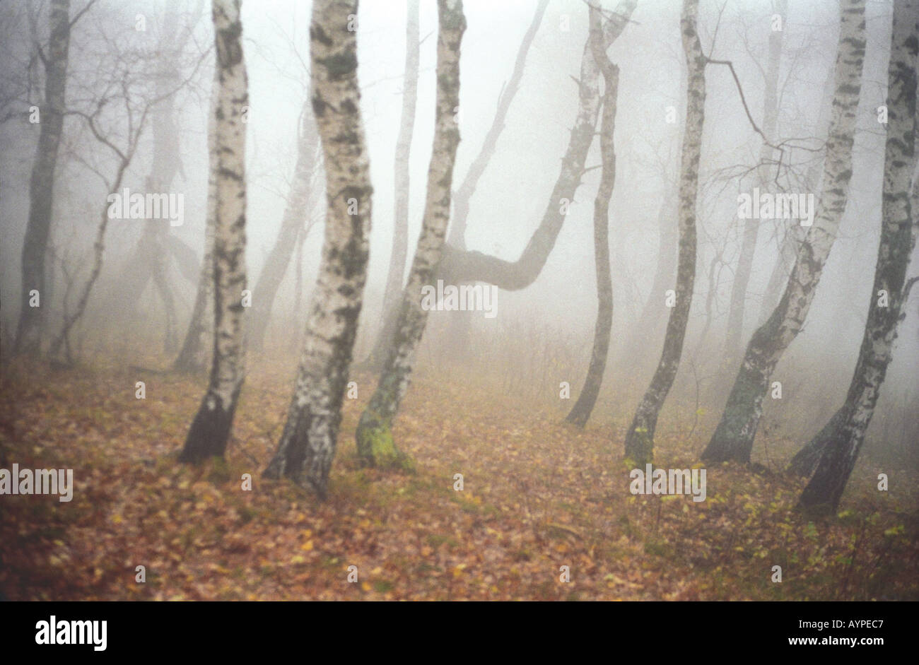 Russia asia siberia birch forest hi-res stock photography and images ...