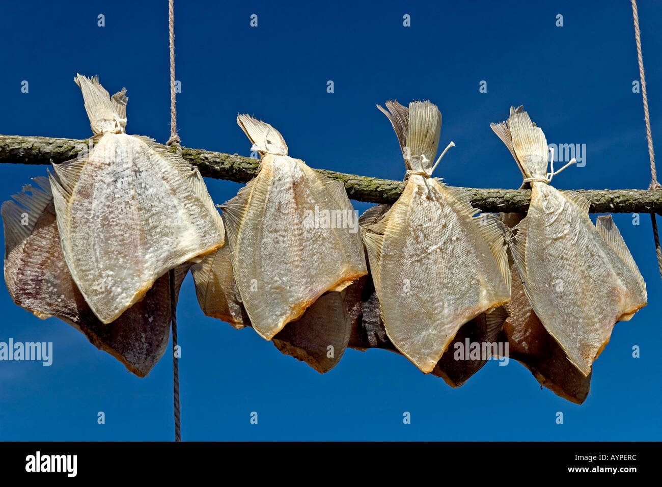 Dried fish Plaice or stockfish hanging on a line in the fresh sea air