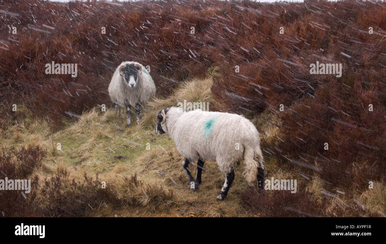 Swaledale sheep blizzard hires stock photography and images Alamy