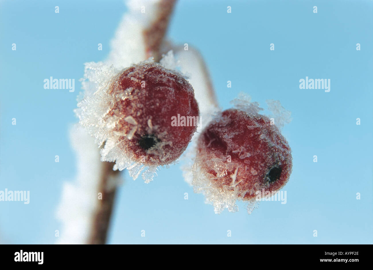 Crab apple covered with snow and hoarfrost Altai Siberia Russia Stock Photo