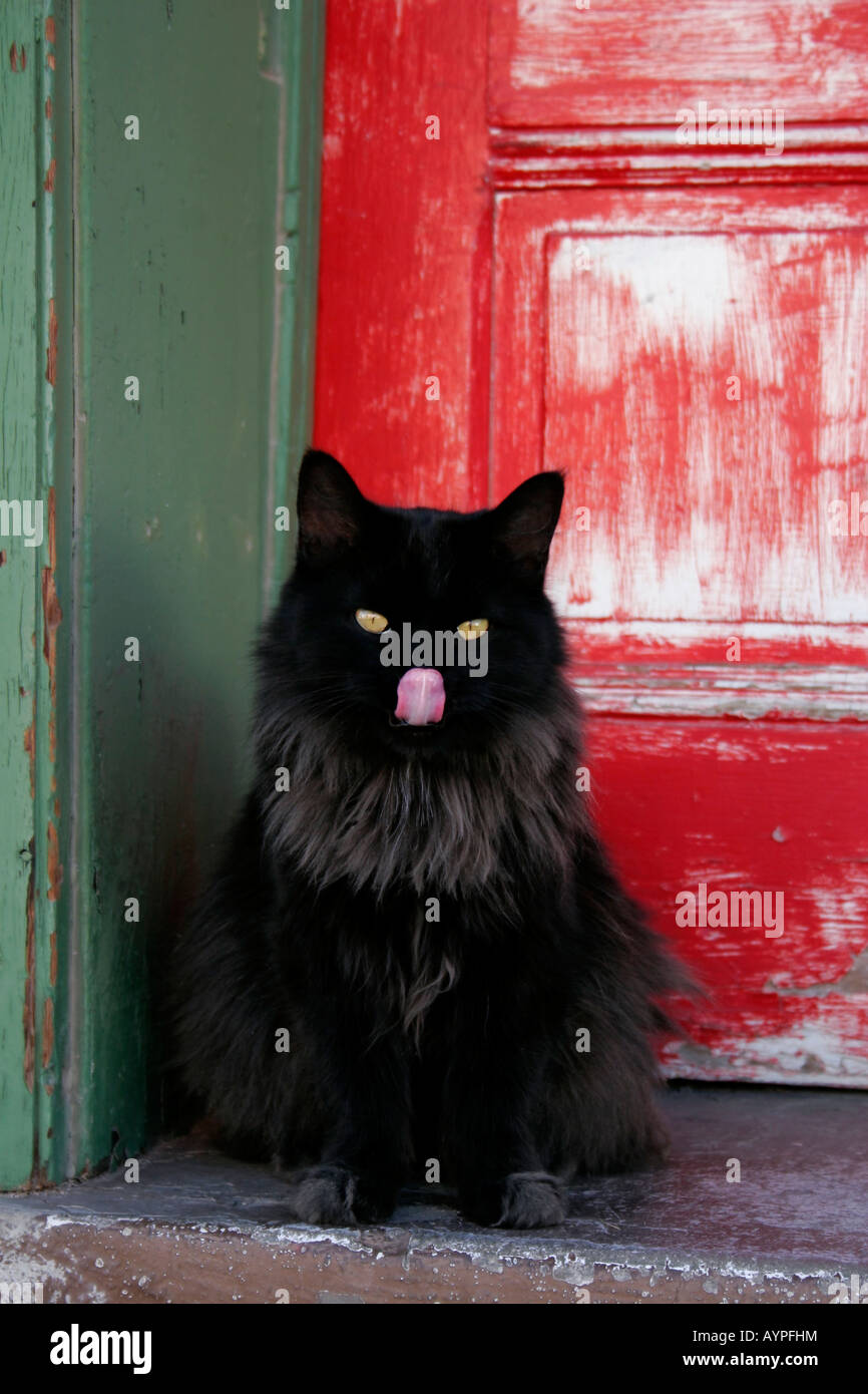 Black cat licking its nose in front of weathered red door in Tucson