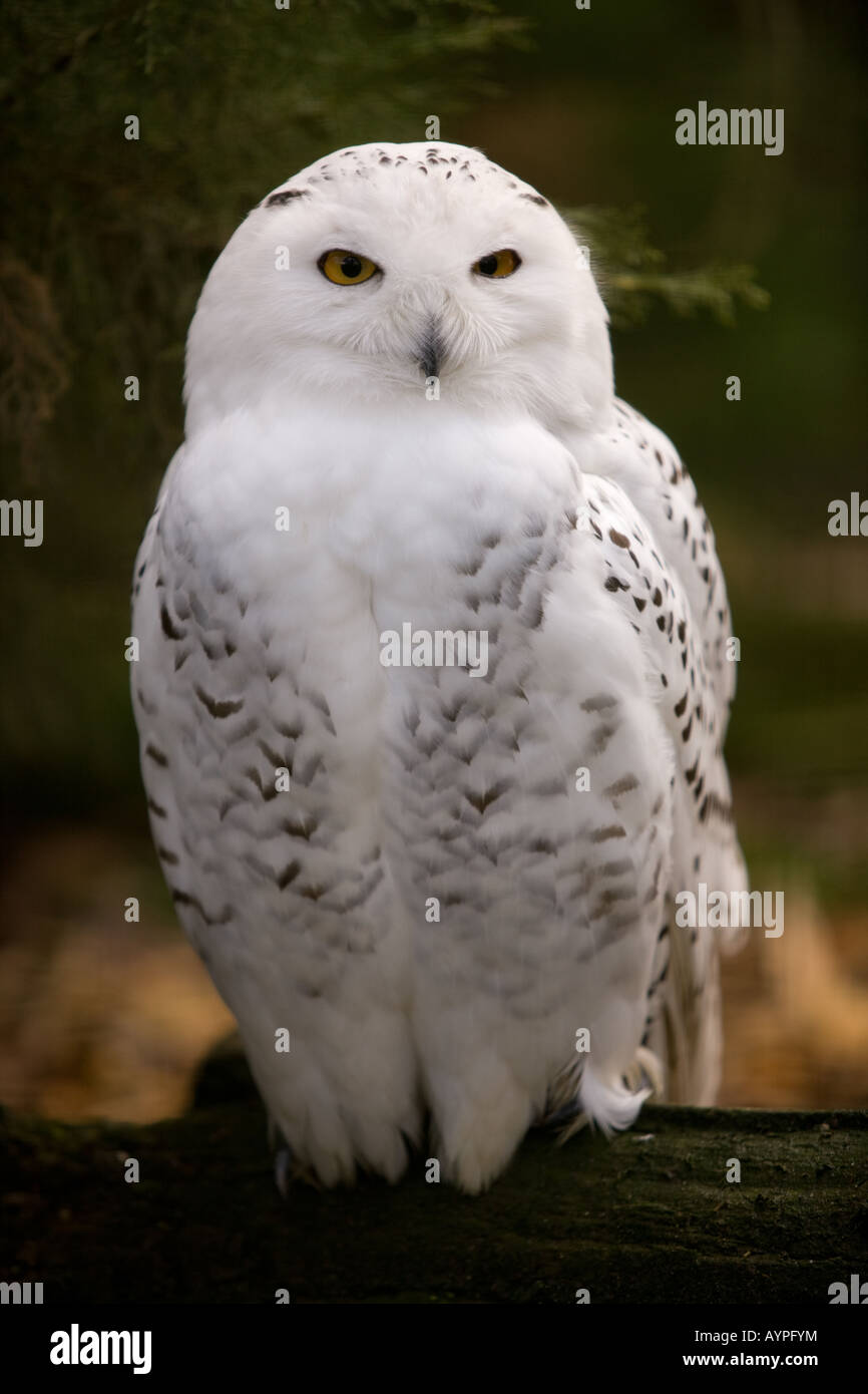 Snowy owl - Nyctea scandiaca Stock Photo