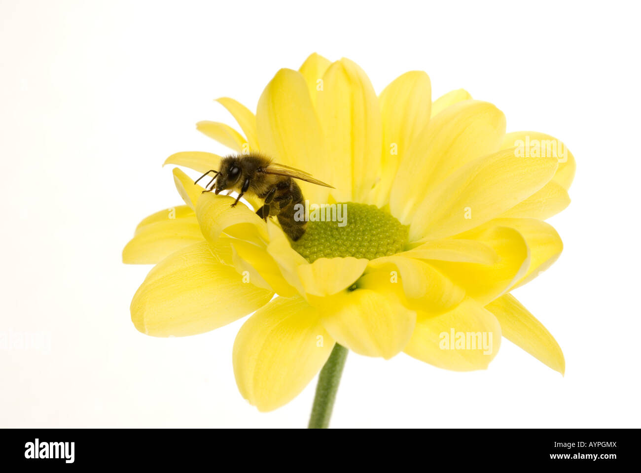 Honeybee Apis mellifera on flower bee Stock Photo