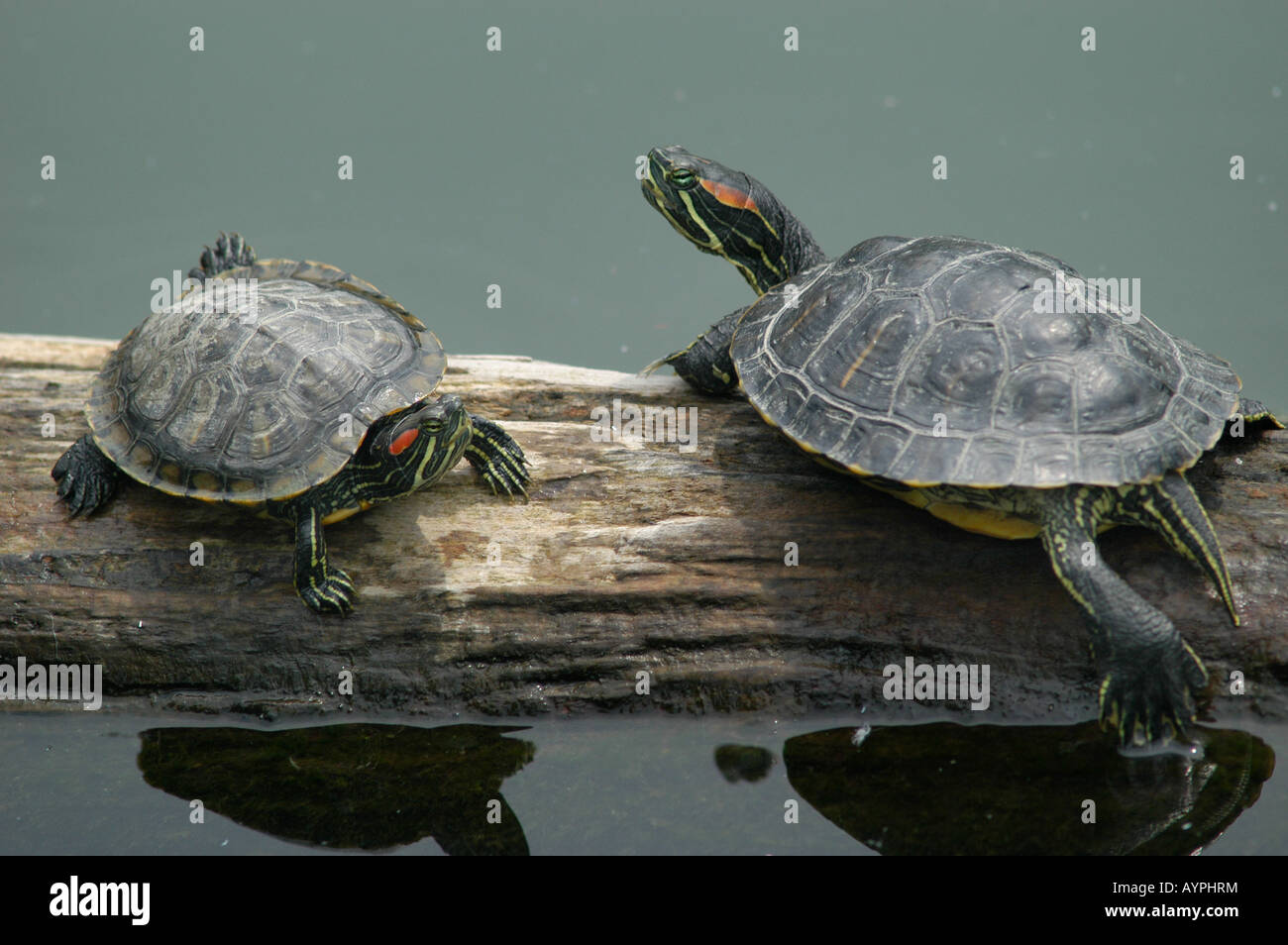 red eared slider turtle reptile ohio lake marsh pond log turtles sun