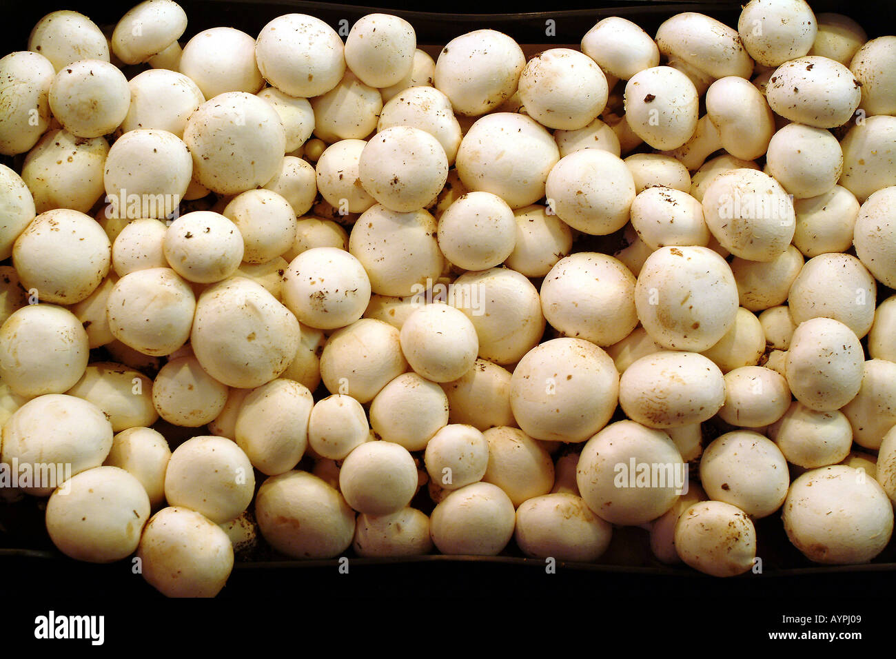 Large group of mushrooms collected at one place Stock Photo