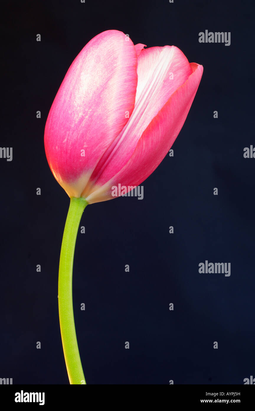 Tulip flower and stem hi-res stock photography and images - Alamy