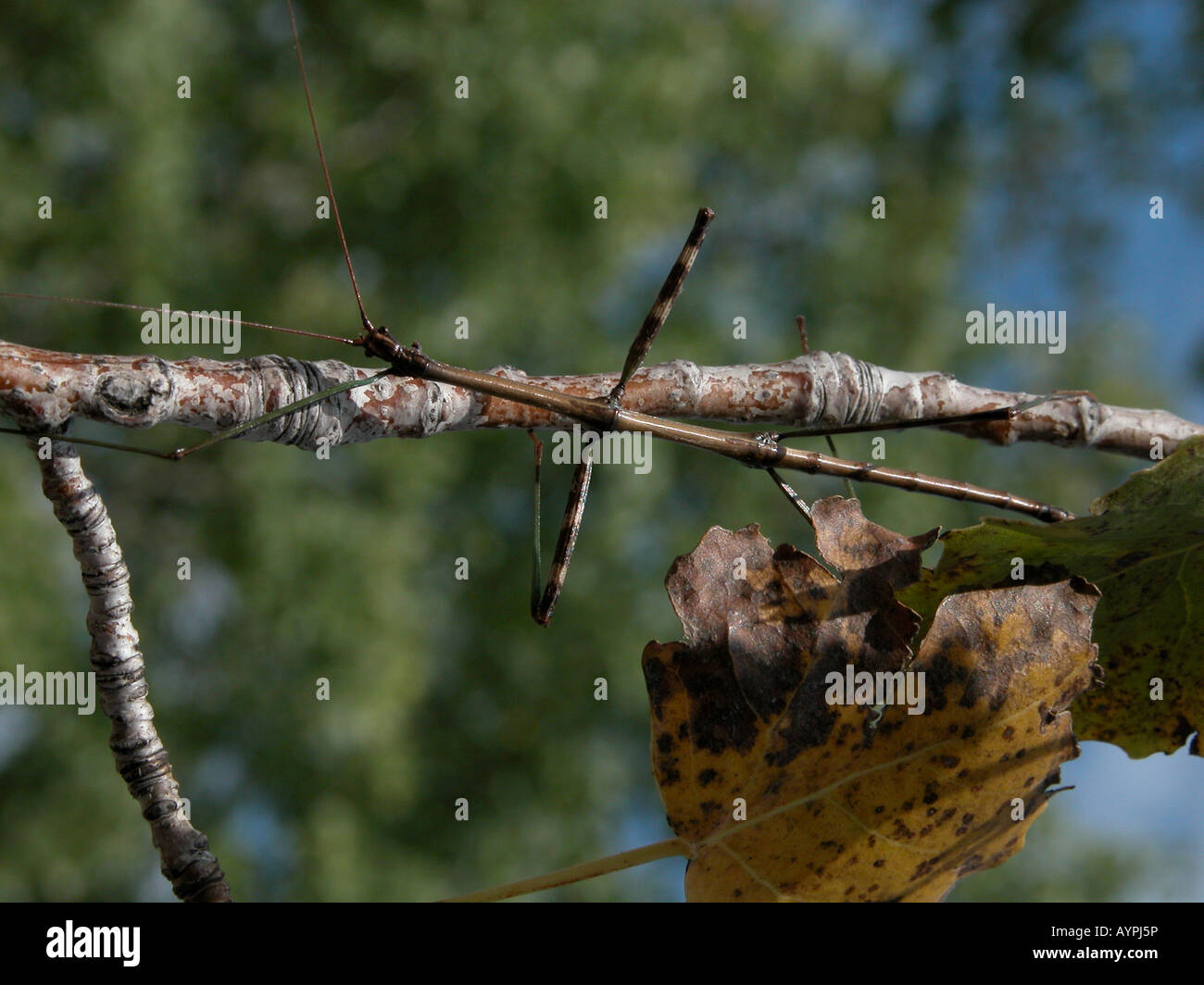 walking stick insect camouflage mimic ghost insects leaf insects