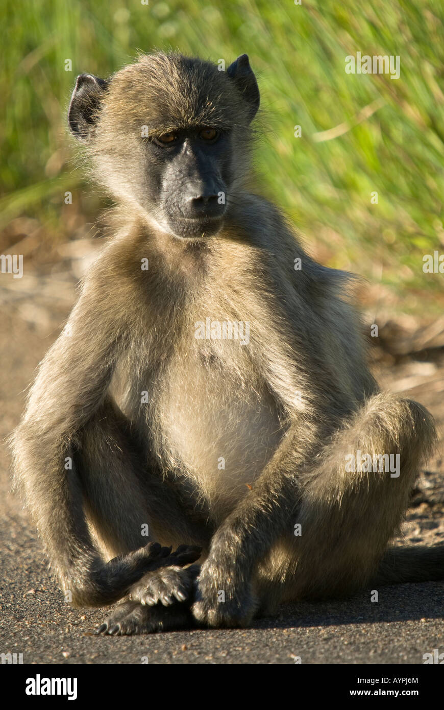 A young chacma baboon sitting on a tar road Stock Photo