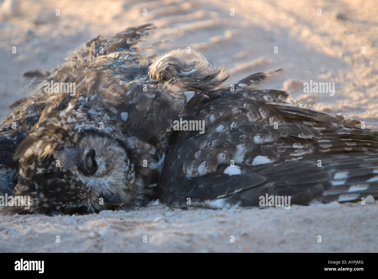 A dead owl lying on a dirt road in the Kalahari Stock Photo