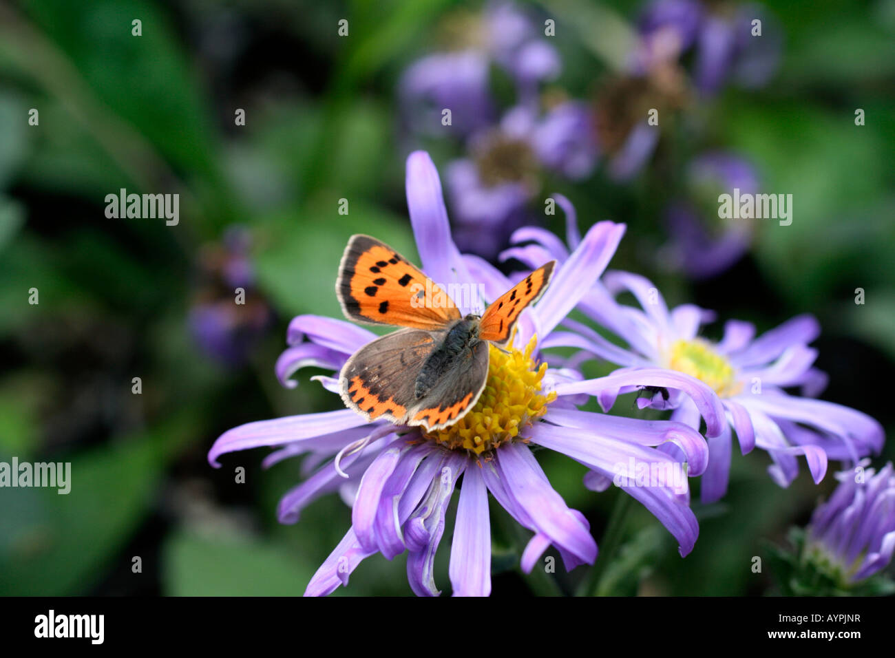 SMALL COPPER BUTTERFLY LYCAENA PHLAEAS ON ASTER AMELLUS KING GEORGE DURING SEPTEMBER Stock Photo