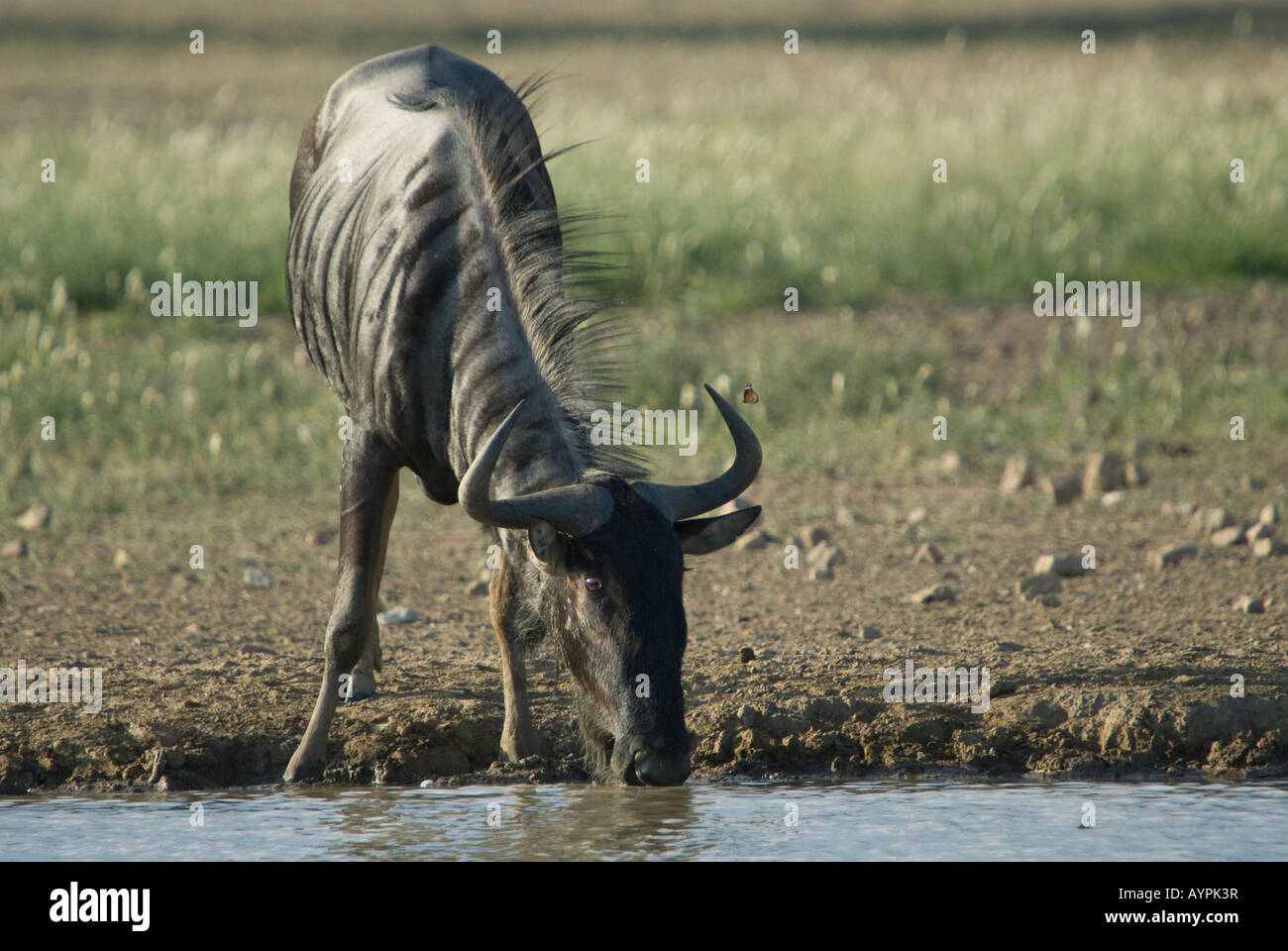 A blue wildebeest drinking from a waterhole in the Kalahari semi desert Stock Photo