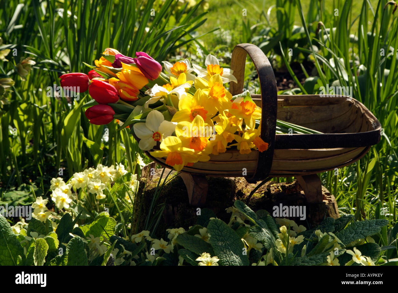 Spring Cut Flowers in a Wooden Garden Trug in an English Country Garden Stock Photo