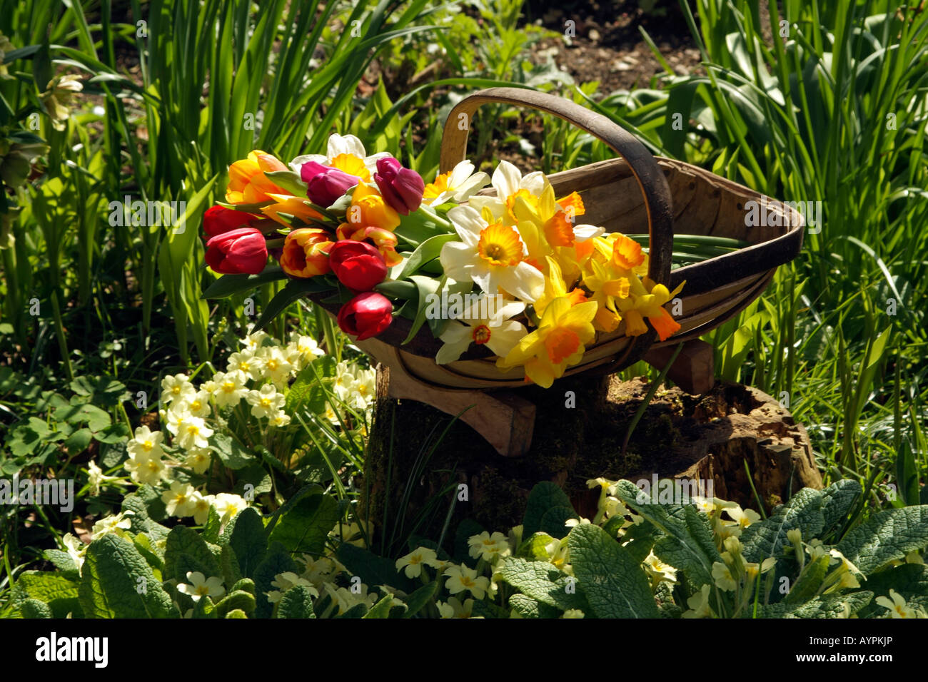 Spring Cut Flowers in a Wooden Garden Trug in an English Country Garden