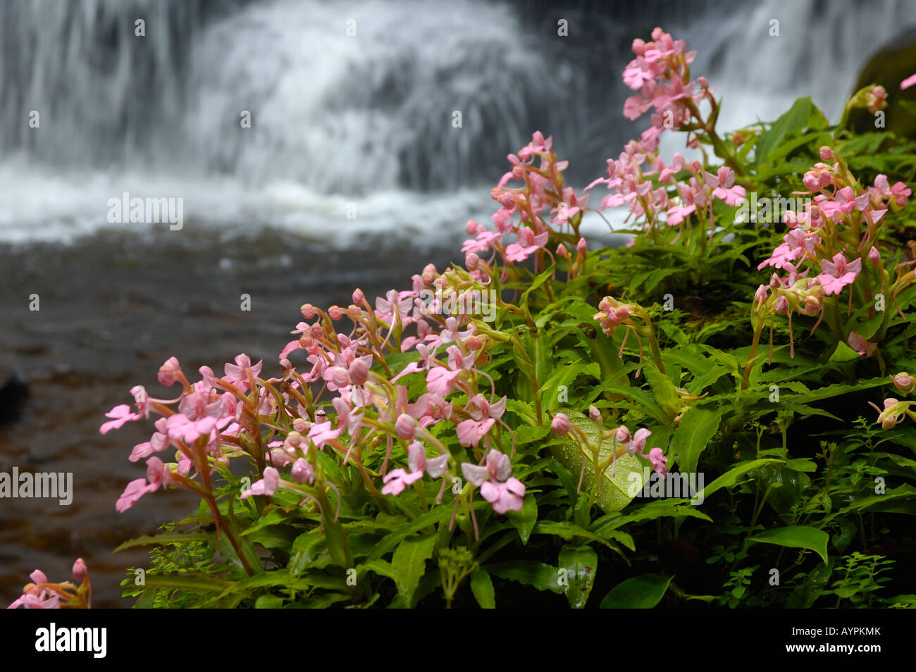 Close-up of wild orchid with a waterfall as a backdrop Stock Photo