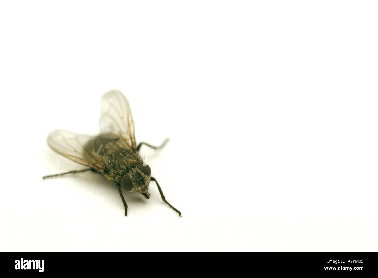 A housefly sitting on the floor Stock Photo