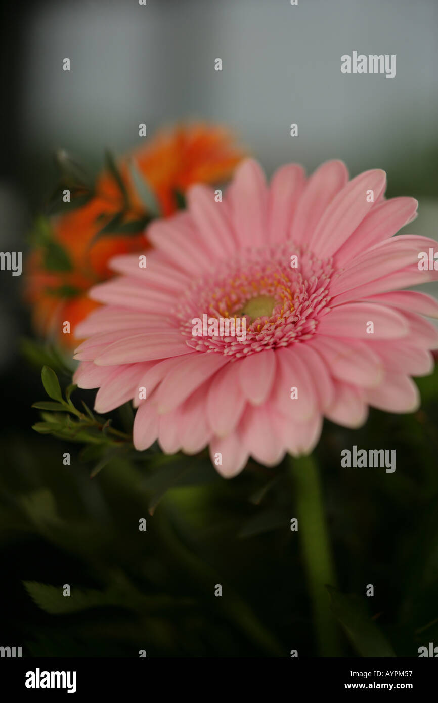 A close up of a beautiful pink flower Stock Photo