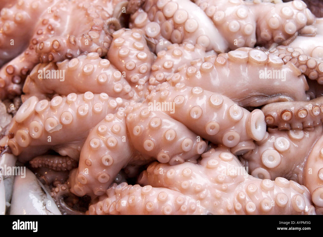 Octopus sold at a fish market Stock Photo