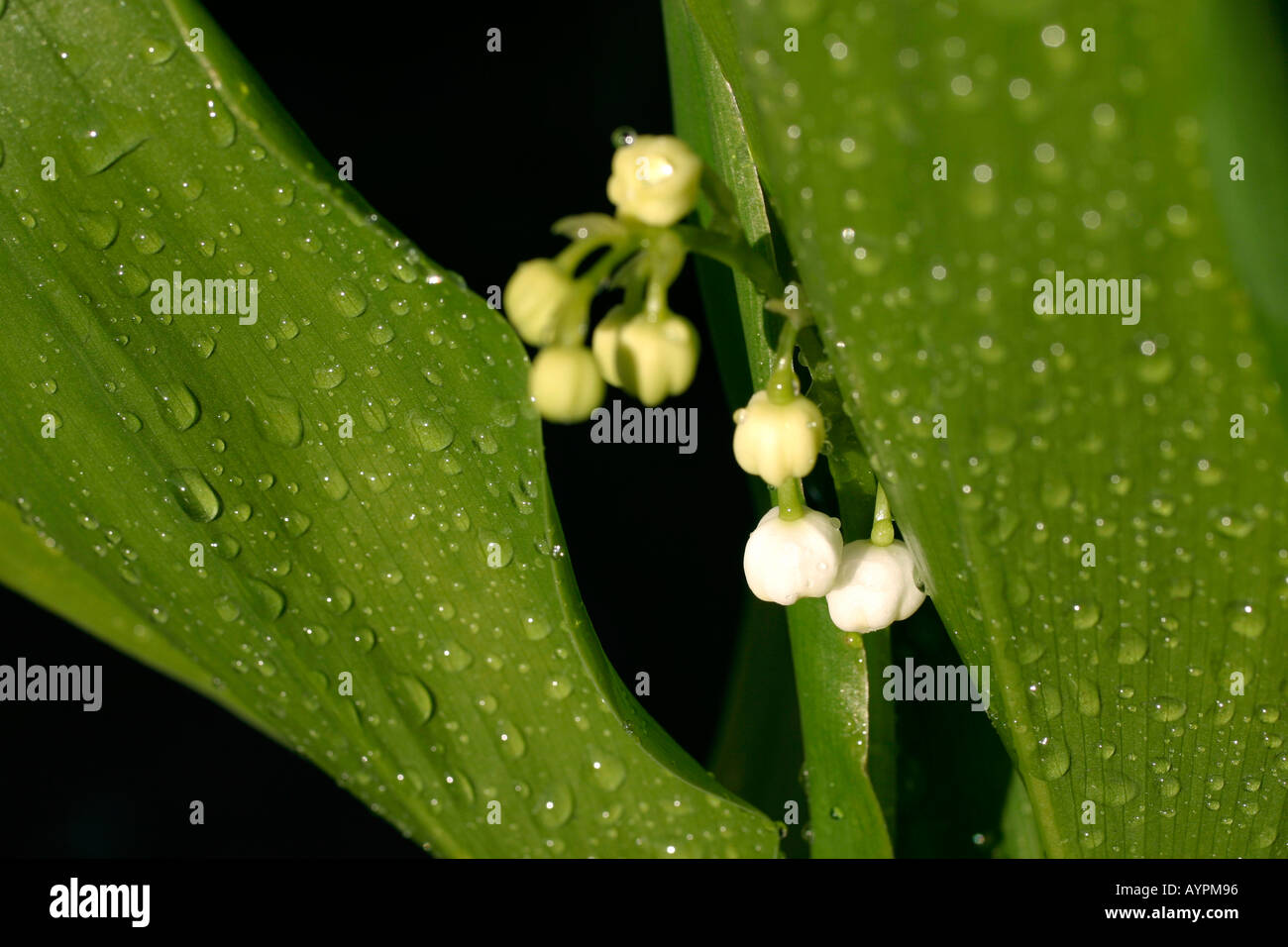 Small white buds blossom amidst wet leaves as water droplets form on them Stock Photo