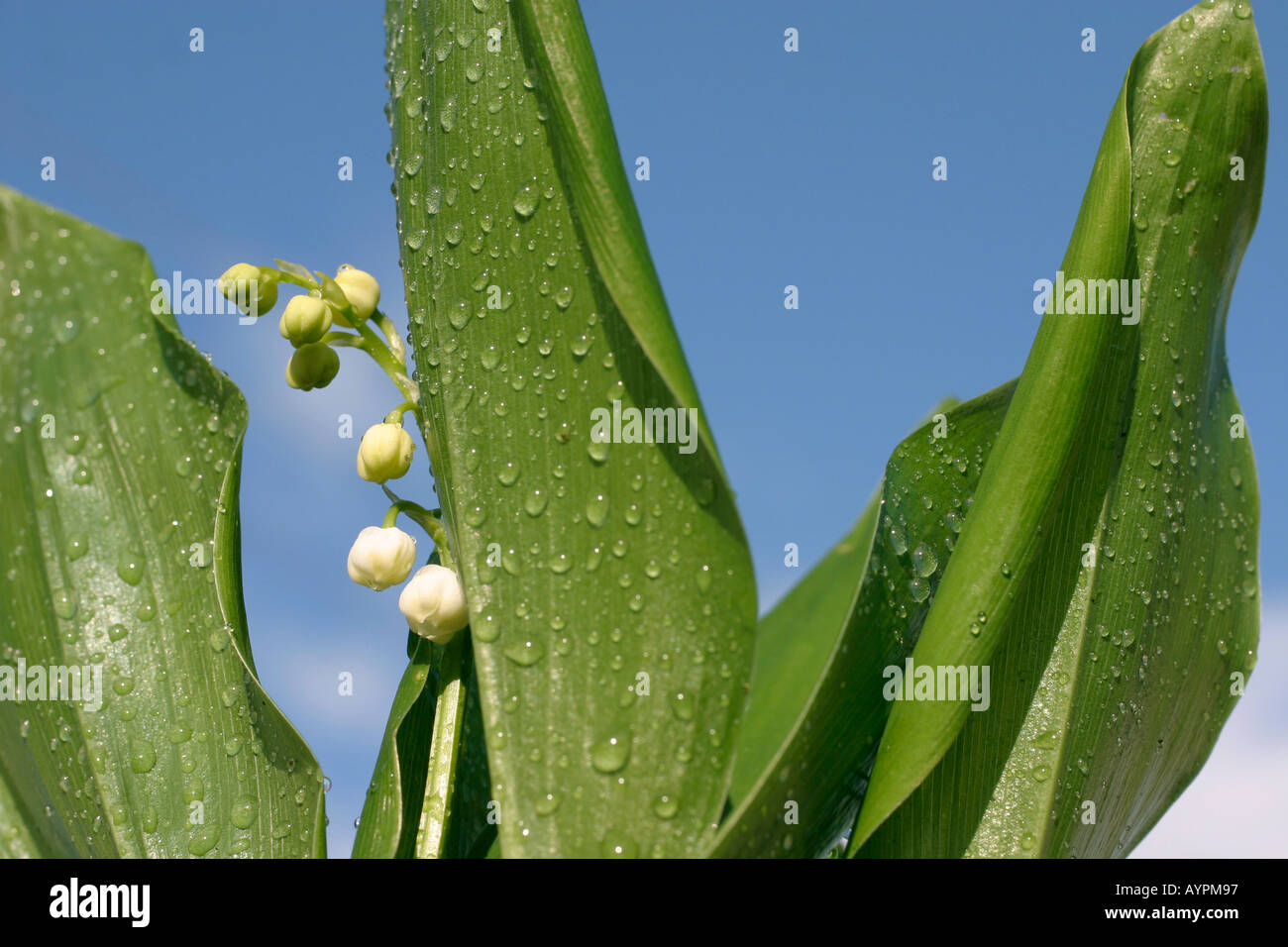 Small white buds blossom amidst wet leaves as water droplets form on them Stock Photo