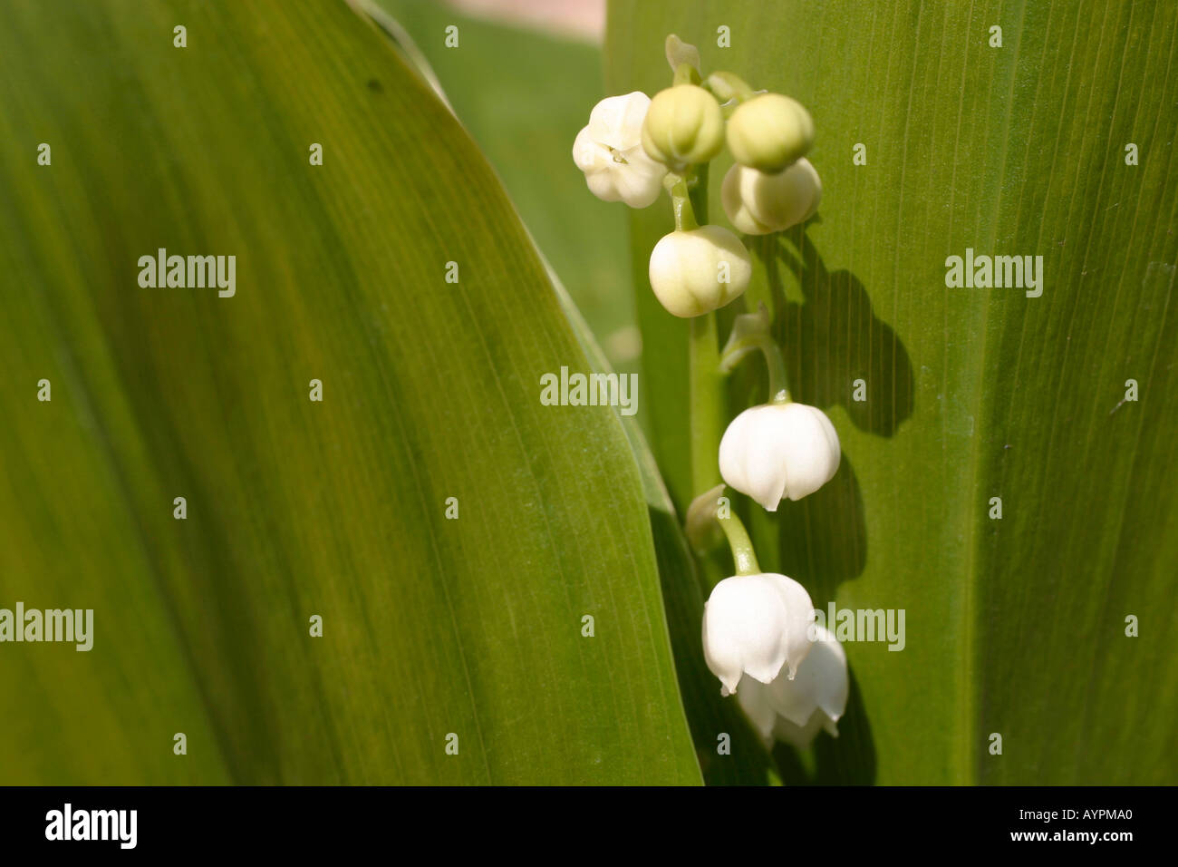 Small white buds blossom amidst long green leaves Stock Photo