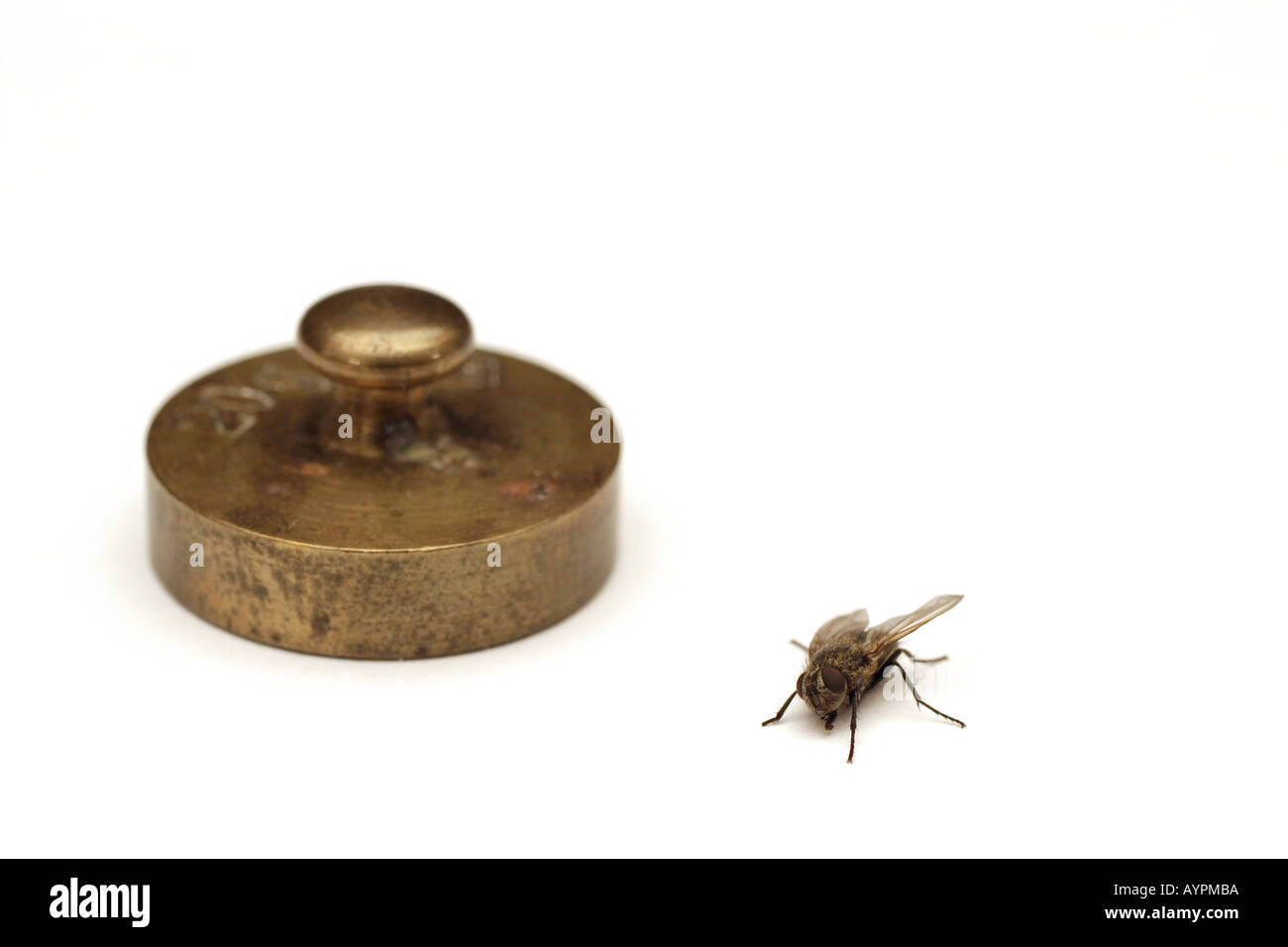 A housefly sitting on the floor beside a circular twenty grams weight Stock Photo