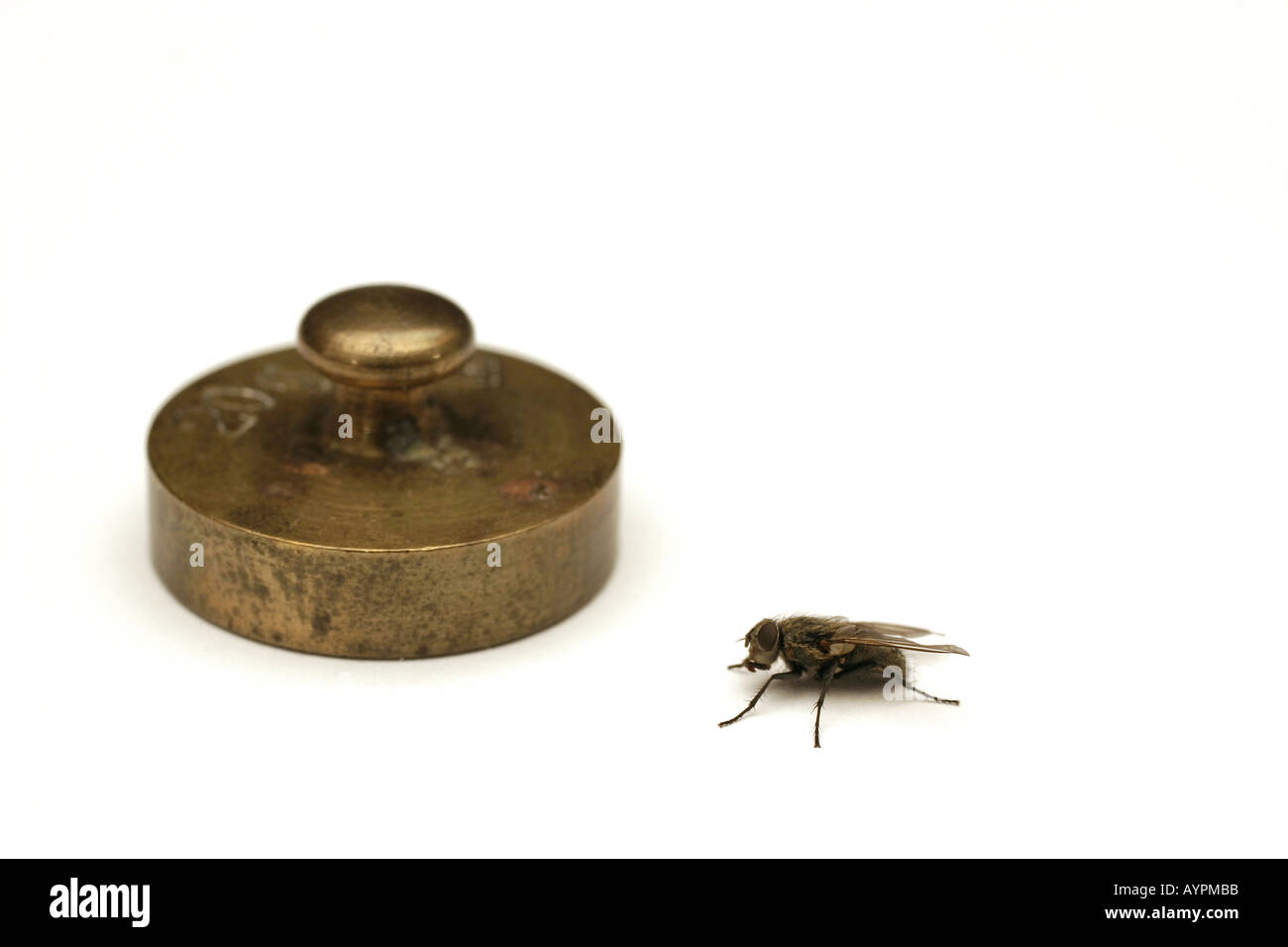 A housefly sitting on the floor beside a circular twenty grams weight Stock Photo
