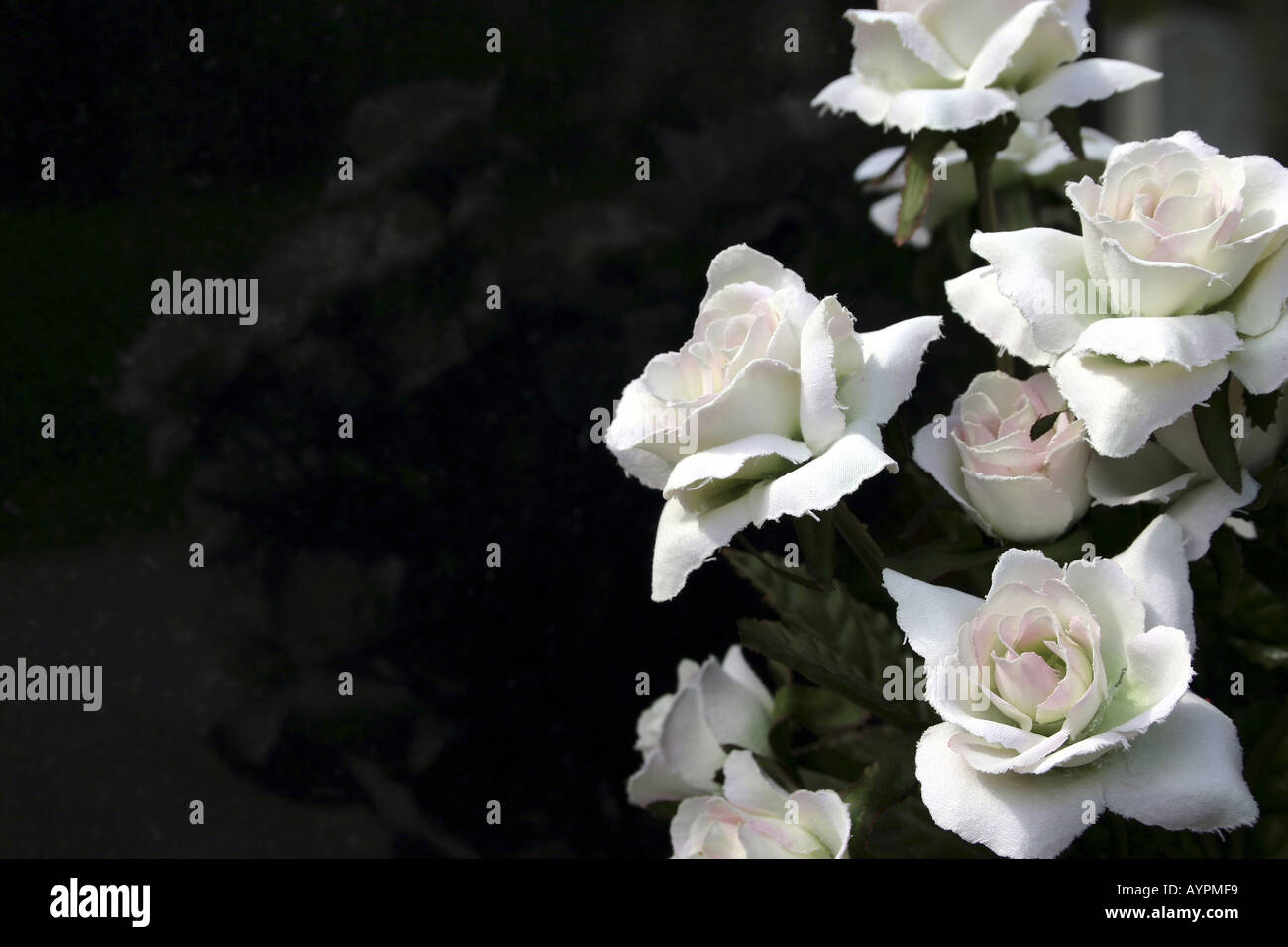 High angle view of white roses Stock Photo