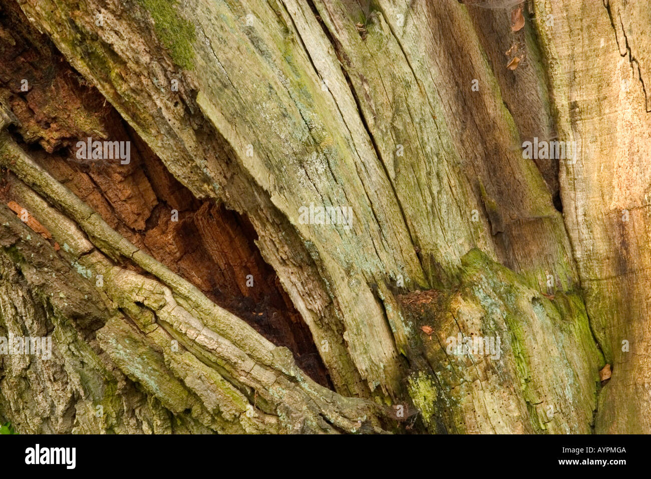 Putried tree trunks Stock Photo