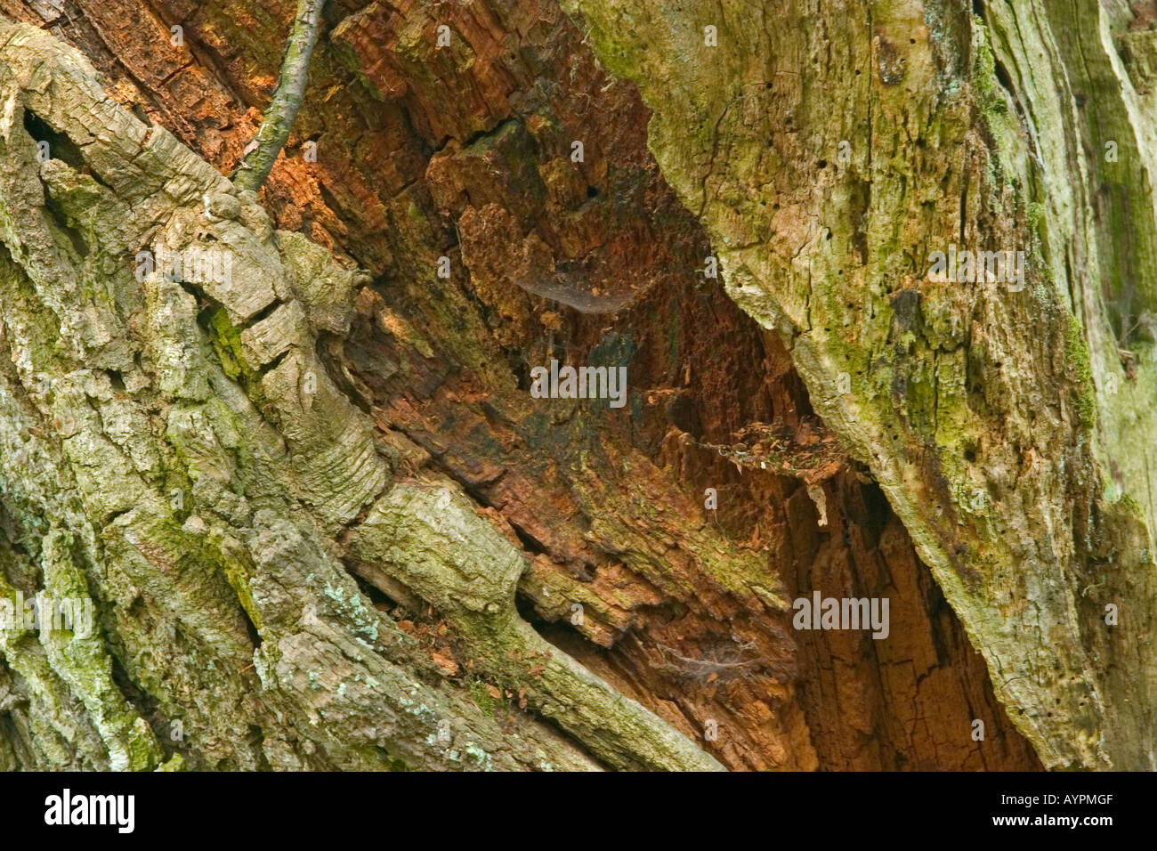Putried tree trunks Stock Photo