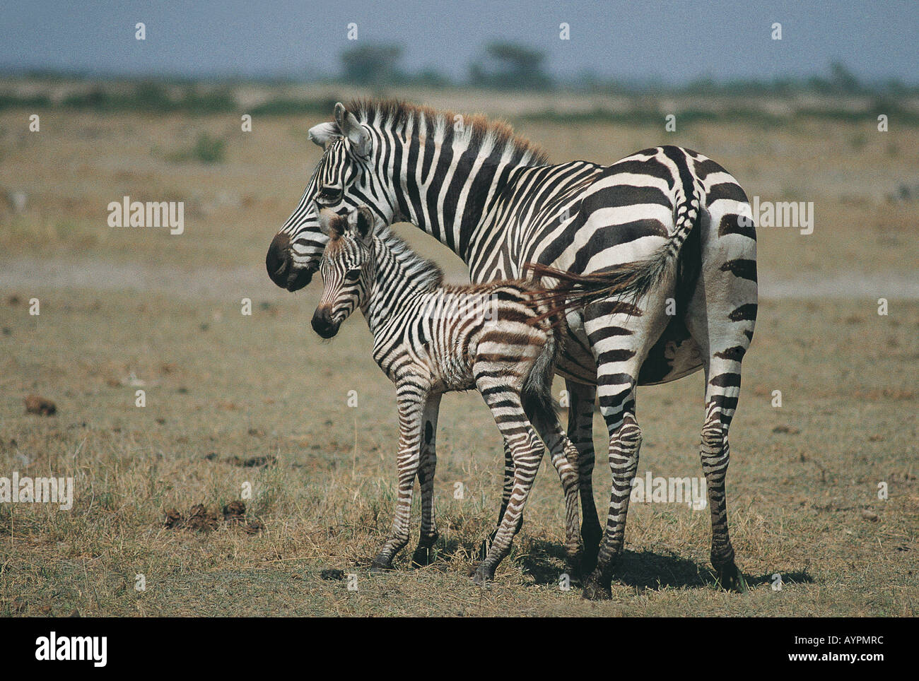 Common Zebra with her foal in Masai Mara National Reserve Kenya East ...