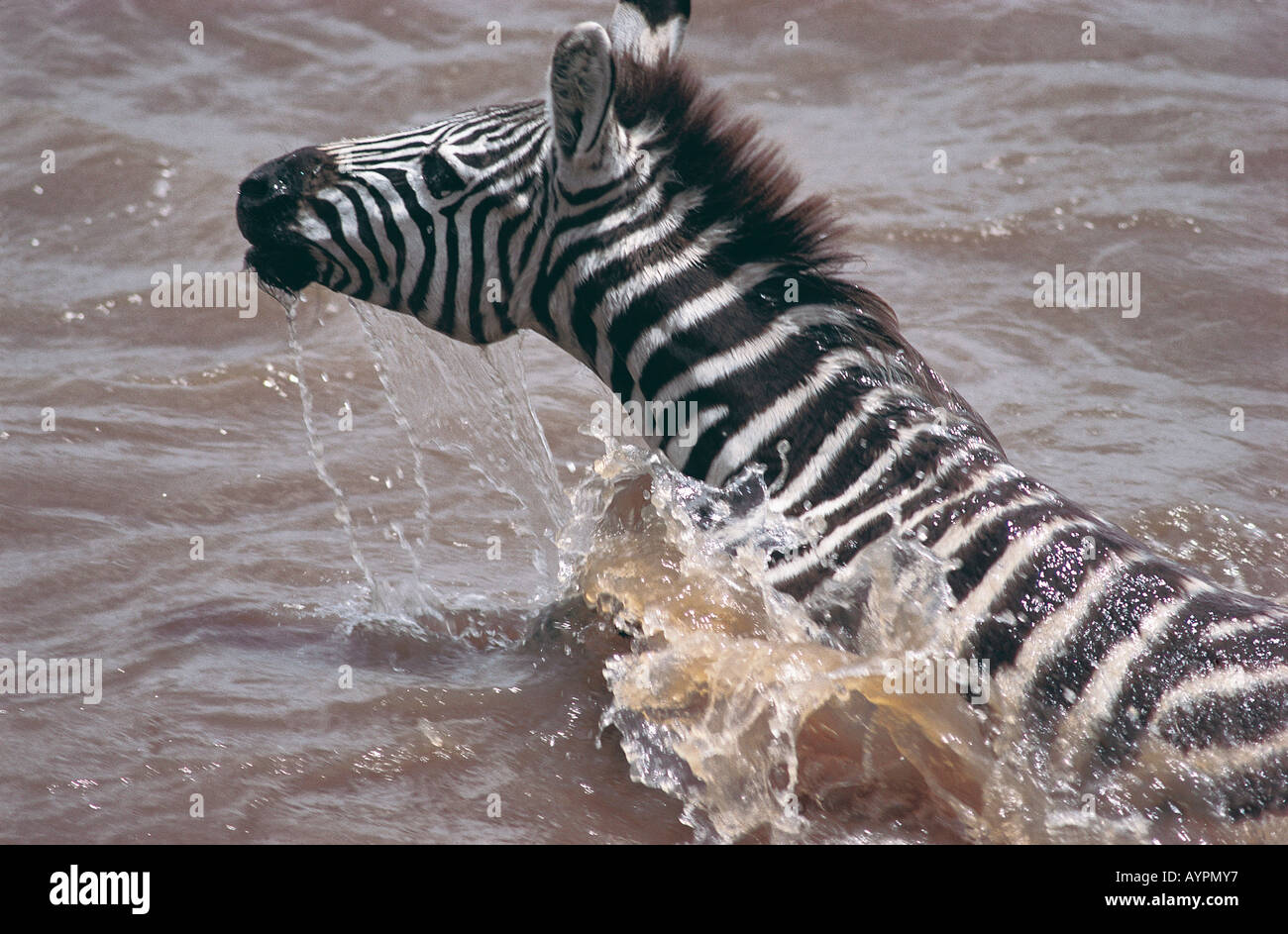 Close up portrait of Common Zebra swimming across the Mara River in Masai Mara National Reserve